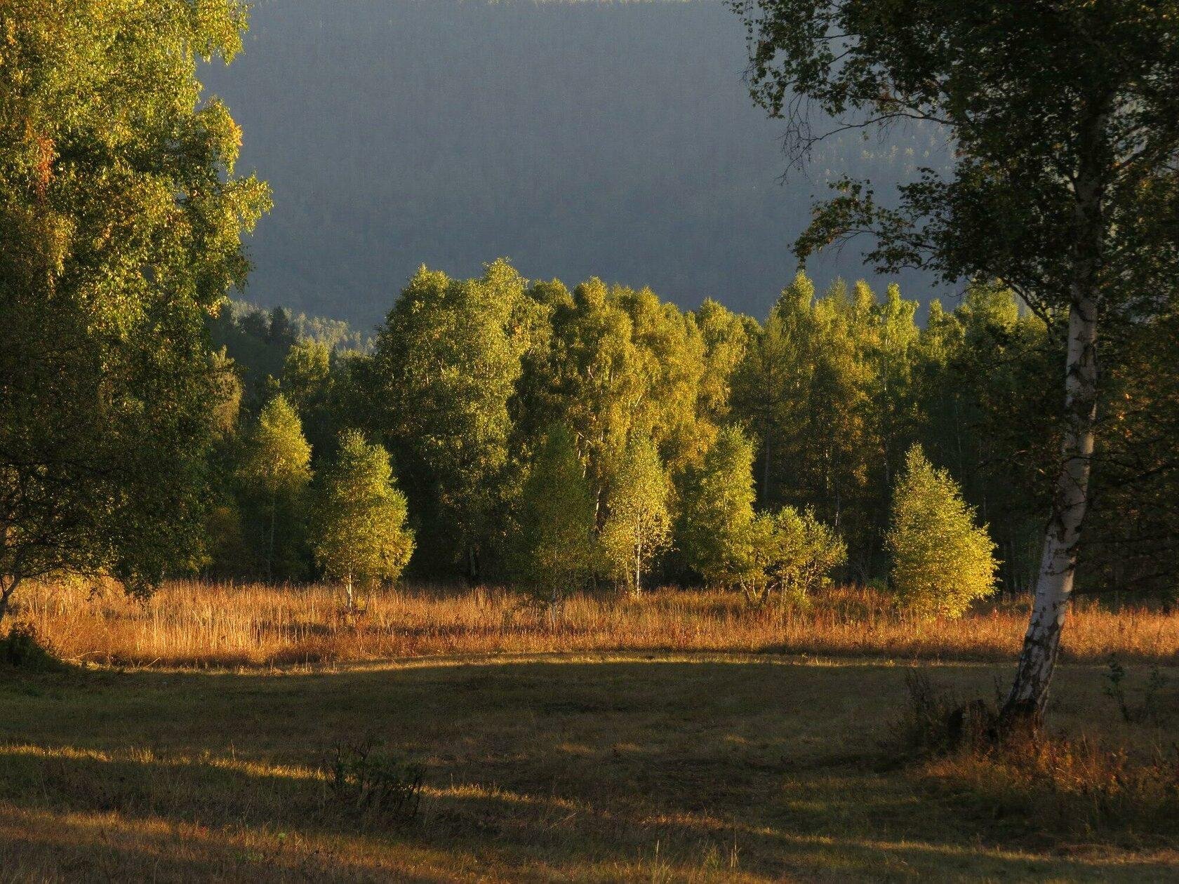 Медуница - фото 19