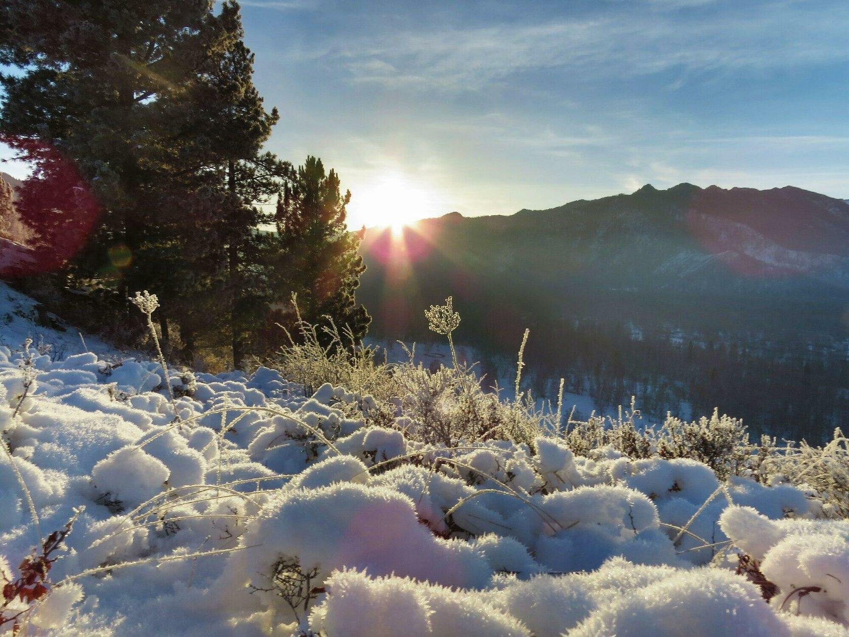 Медуница - фото 23