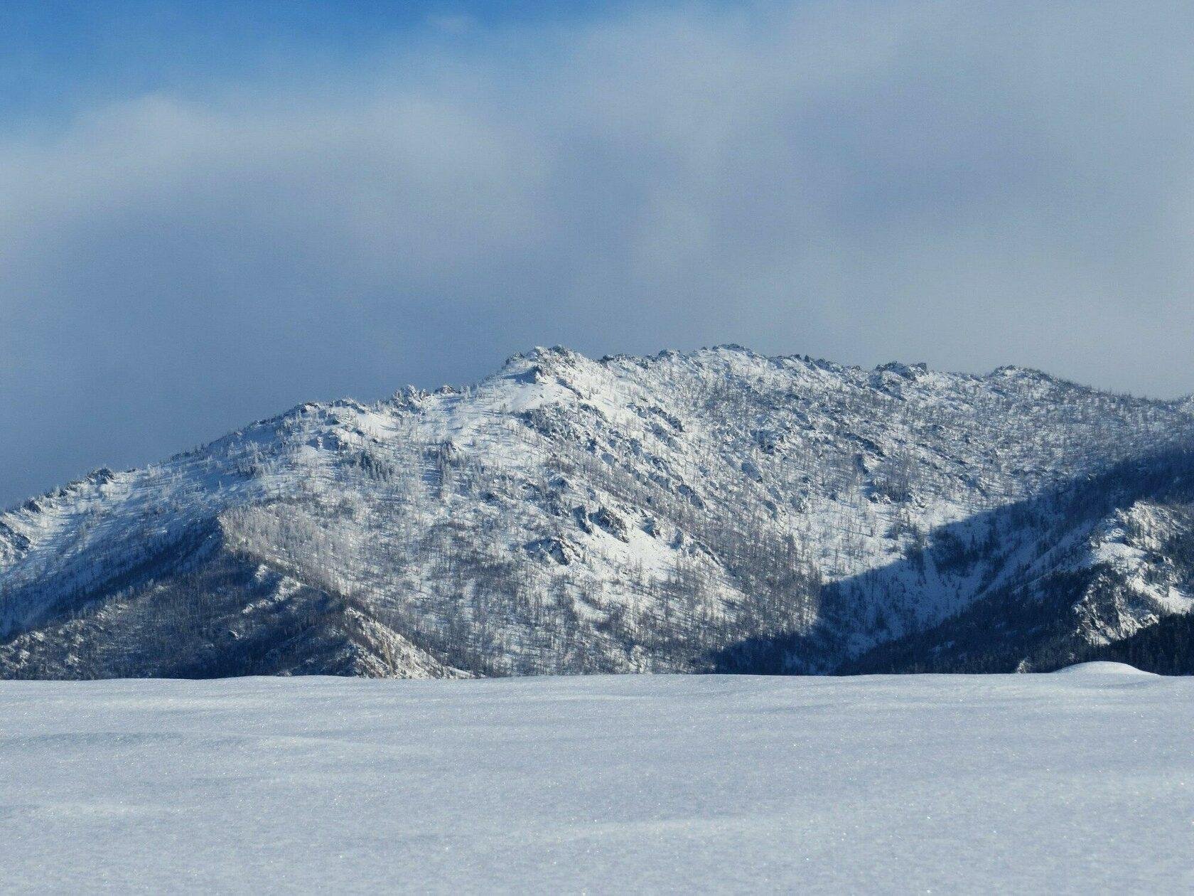 Медуница - фото 30