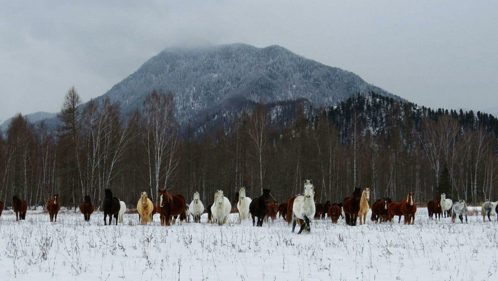 Медуница - фото 34
