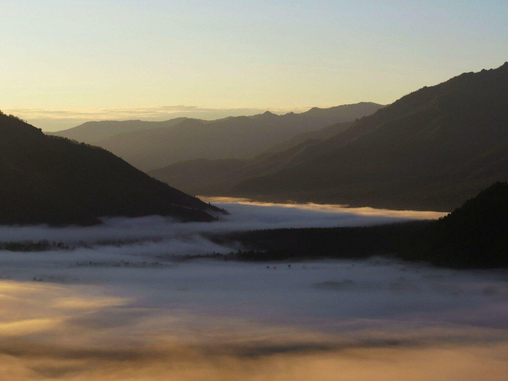 Медуница - фото 35