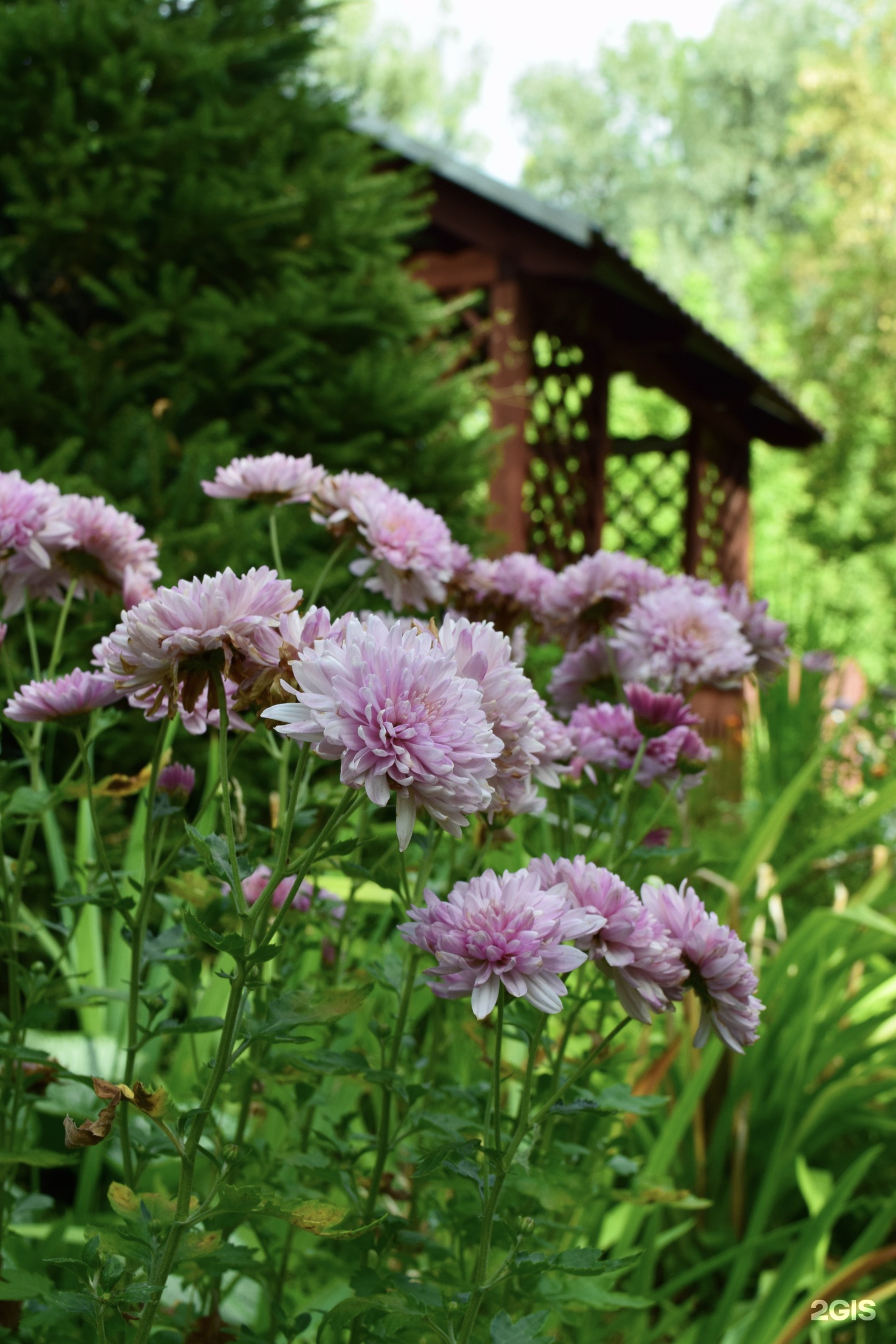 Колибри - фото 20