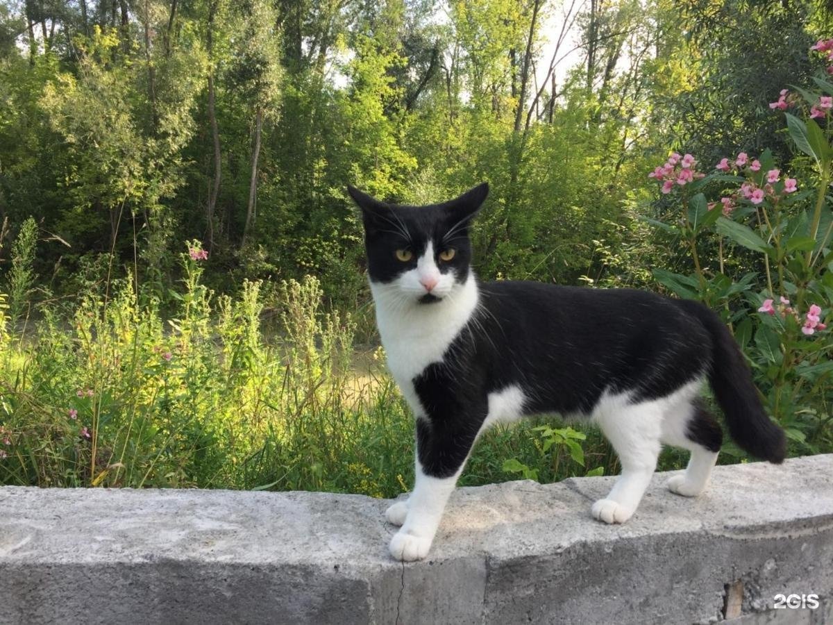 Колибри - фото 72