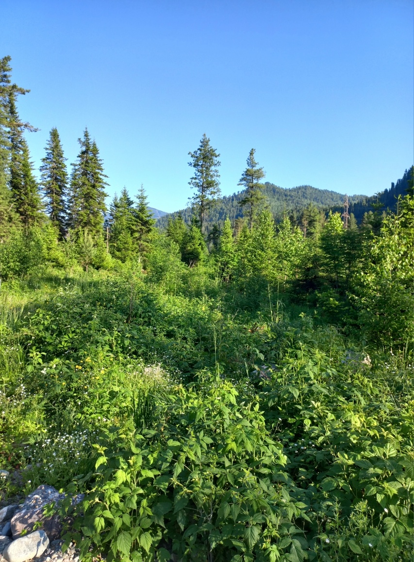 Еловый - фото 20