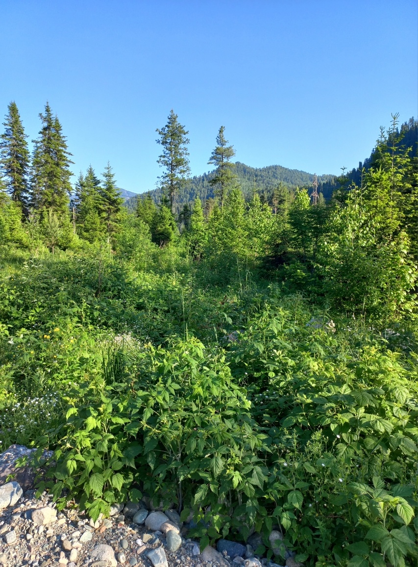 Еловый - фото 36