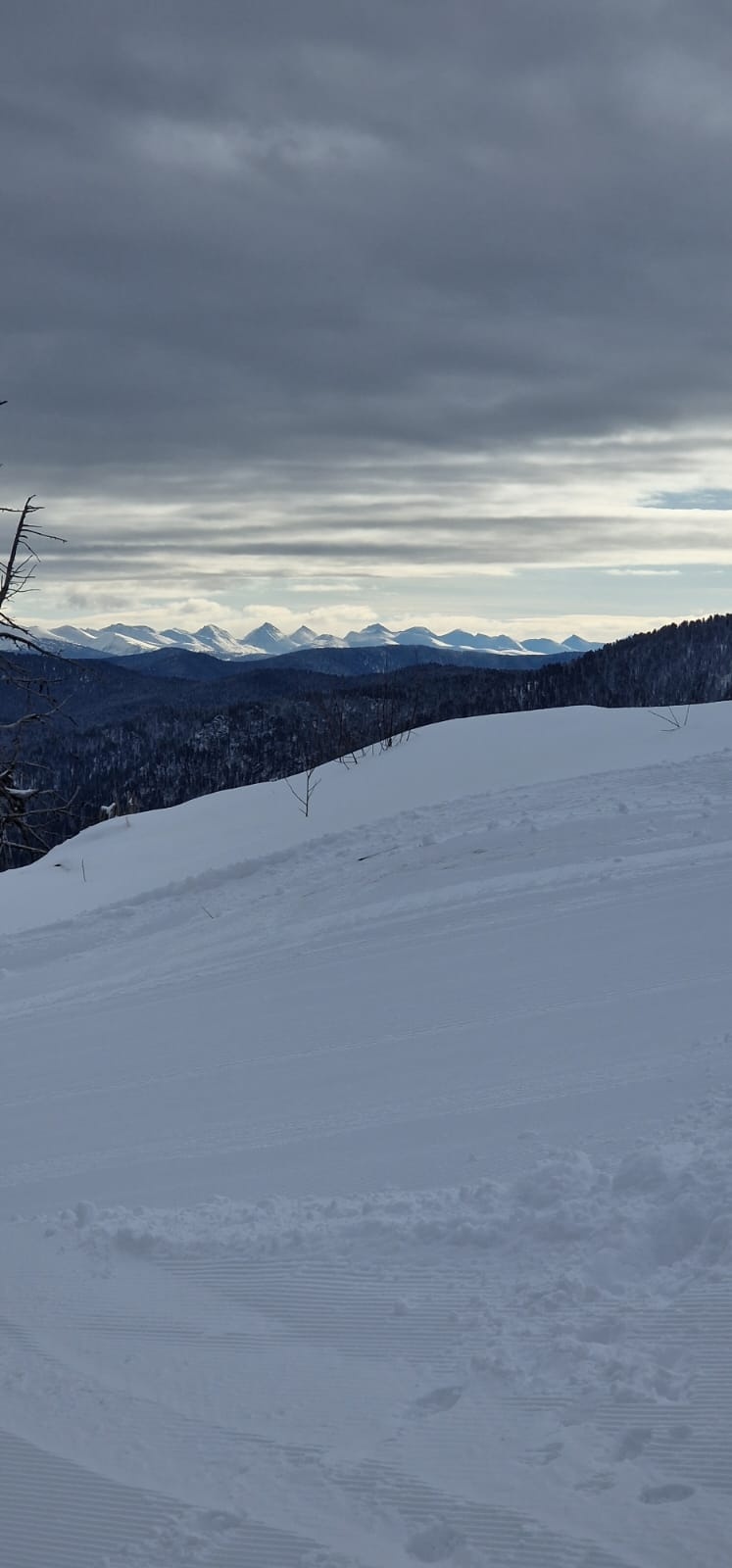 Еловый - фото 56
