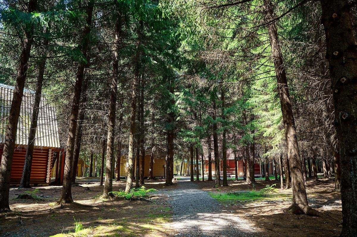 Лесовичок - фото 38