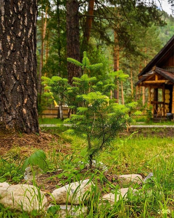 Таежный угол - фото 49