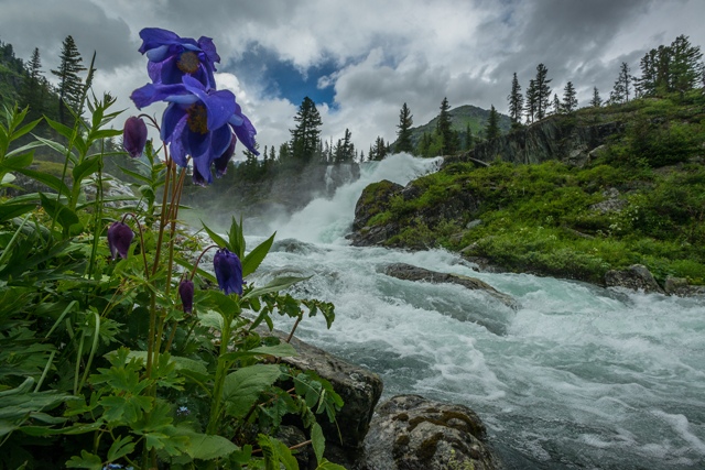 Катунский заповедник - фото 4