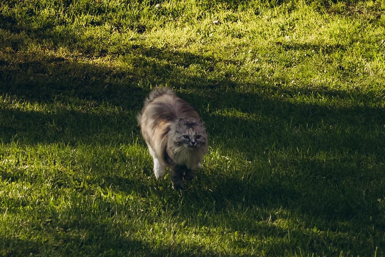 Гранд Алтай Манжерок - фото 37