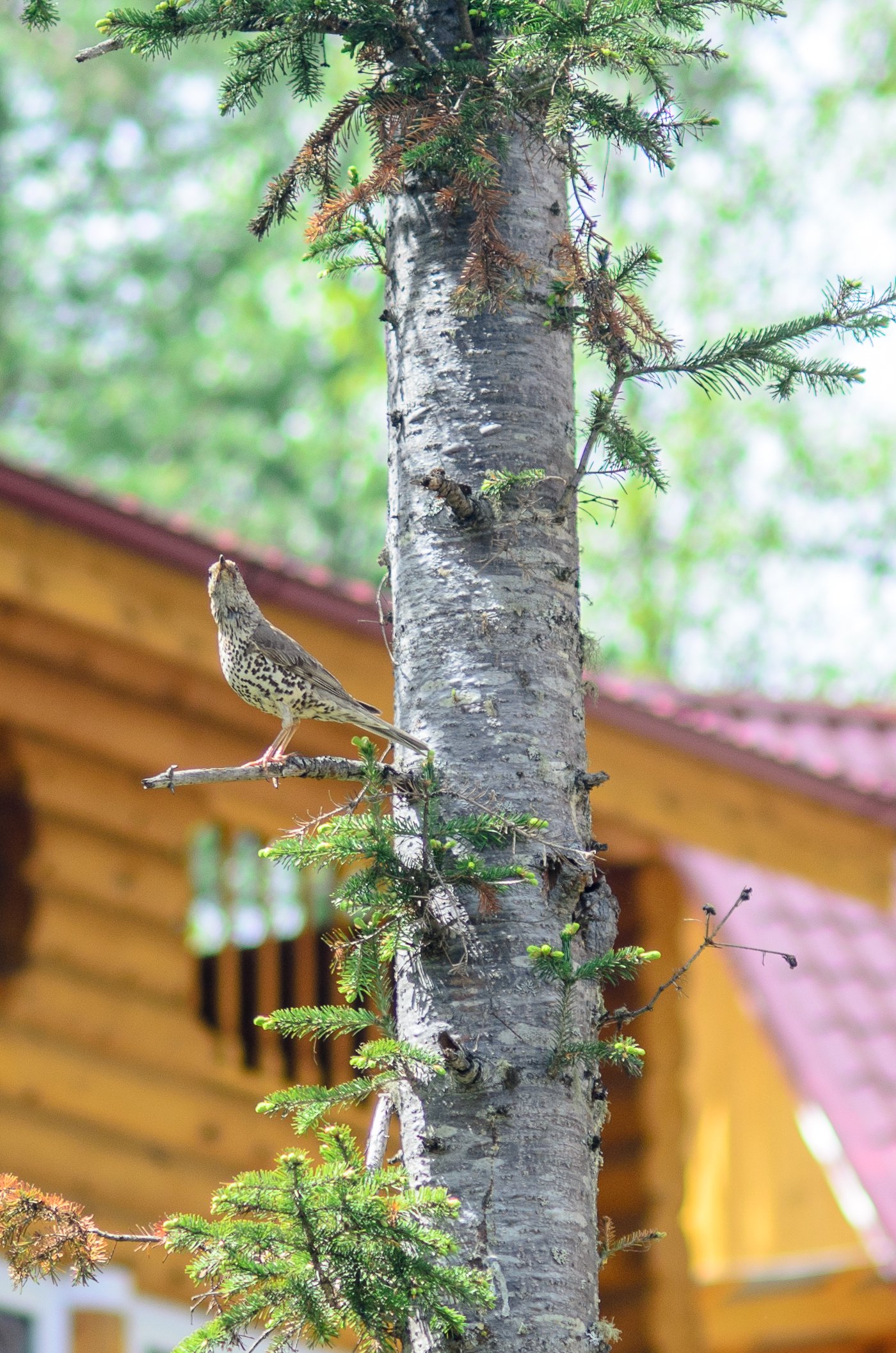 Горное озеро - фото 33