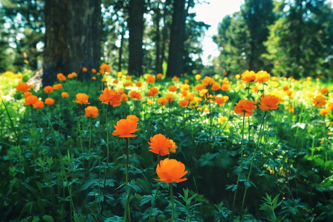 Манжерок - фото 59