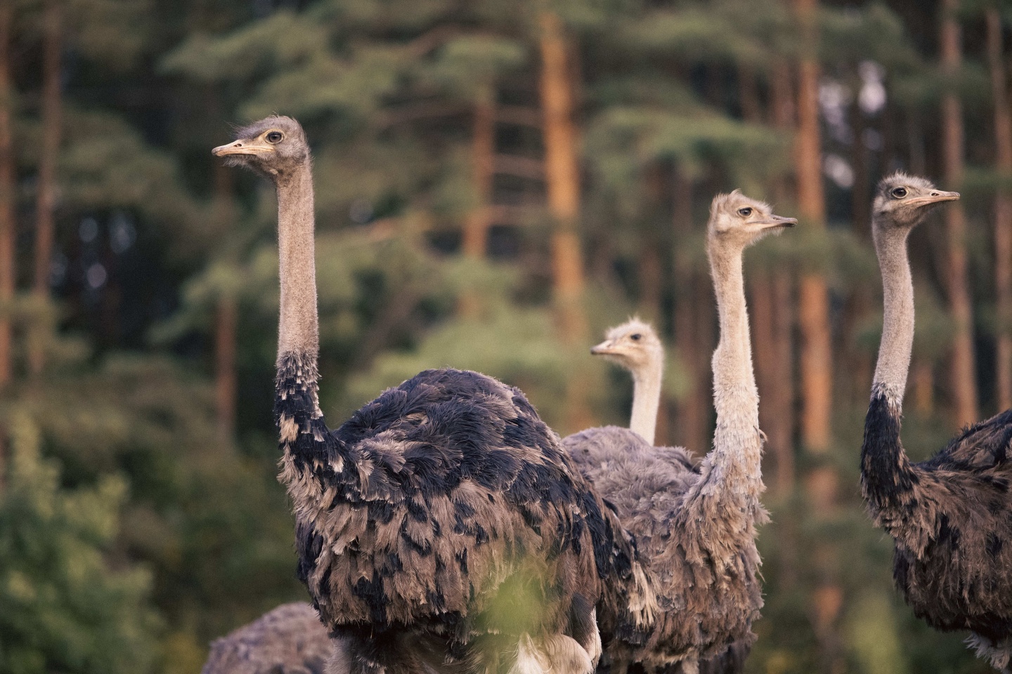 Манжерок - фото 68
