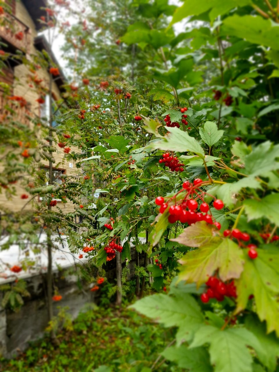 Манжерок - фото 116