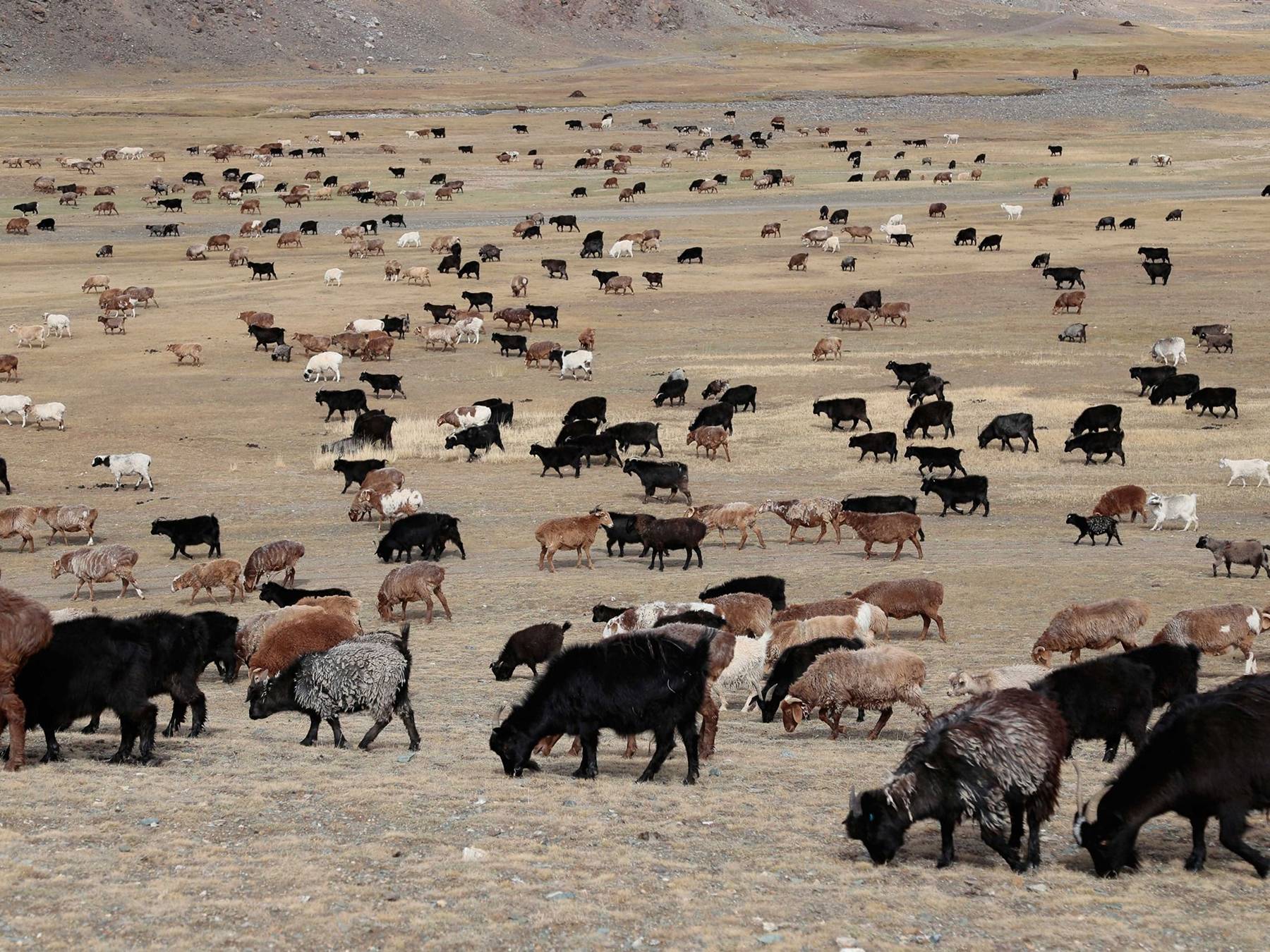 ООО "АЛТАЙ ЭТНОТУР СЕРВИС" - фото 4