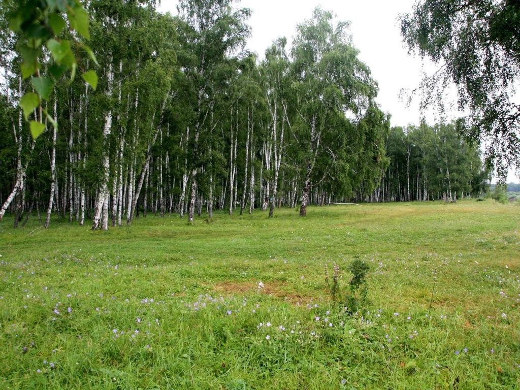 Коксинская роща - фото 1