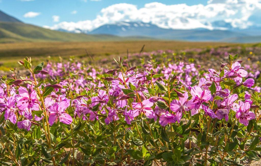 «Укок - место силы» - фото 7