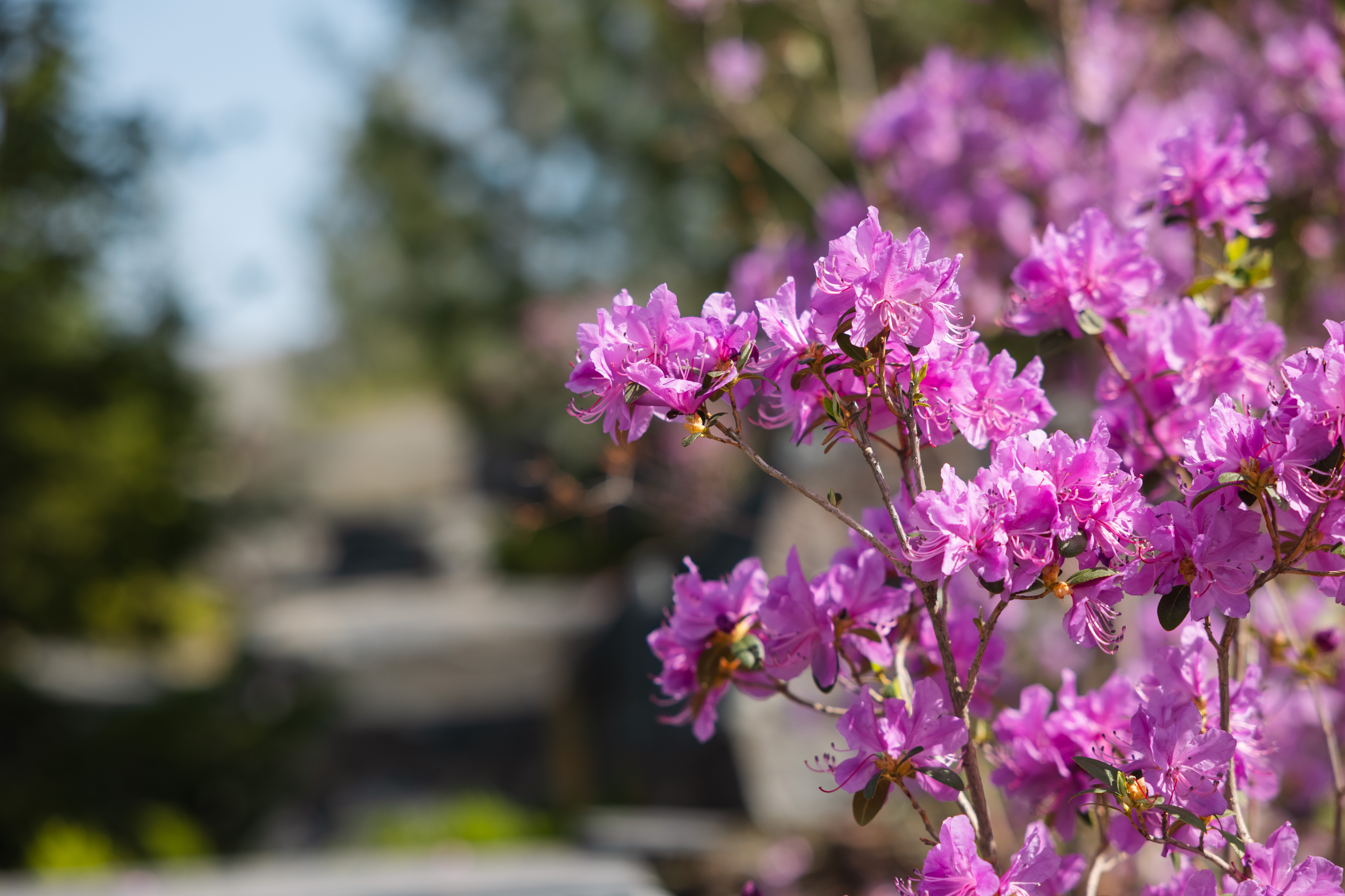 Манжерок. Летний сезон.  - фото 2