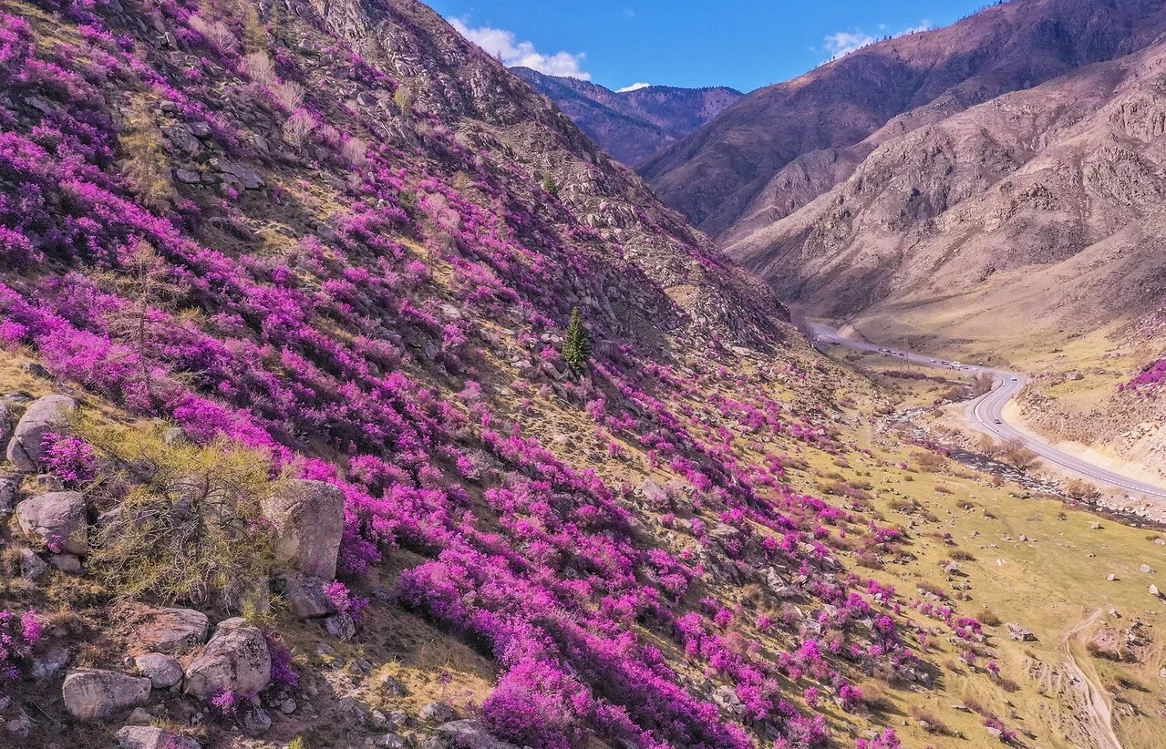 Фестиваль «Чике-Таманская весна» - фото 2