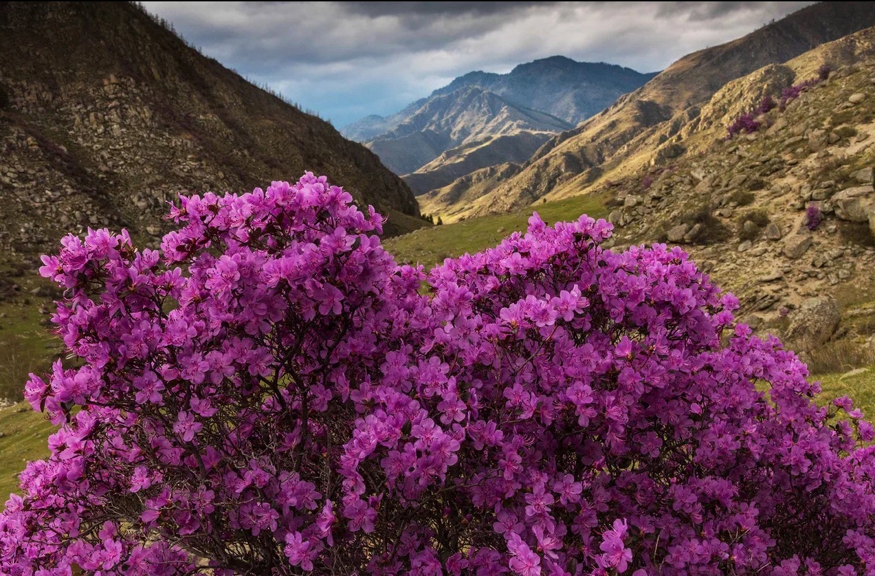 Фестиваль «Чике-Таманская весна» - фото 1