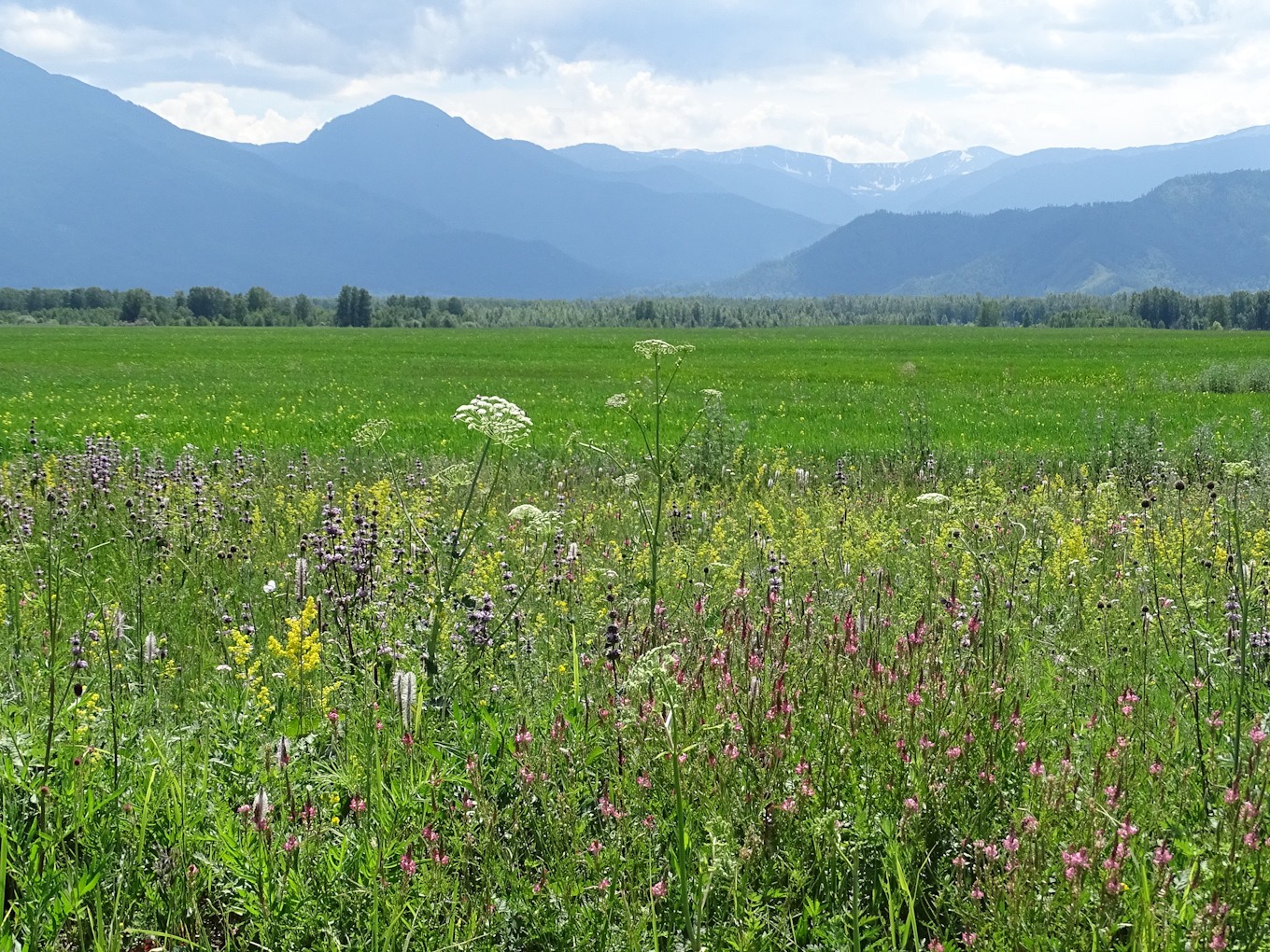 Уймонская степь - фото 4