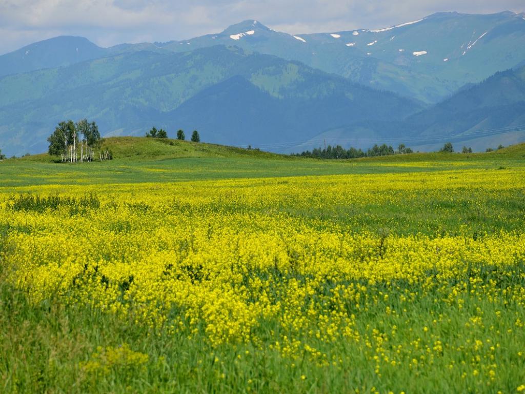 Уймонская степь - фото 5