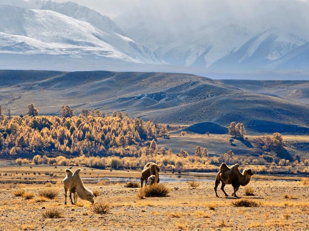 Чуйская степь - фото 5