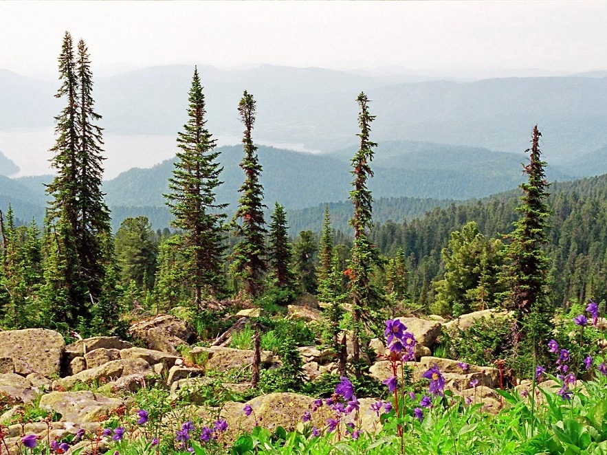 Алтайский биосферный заповедник - фото 3