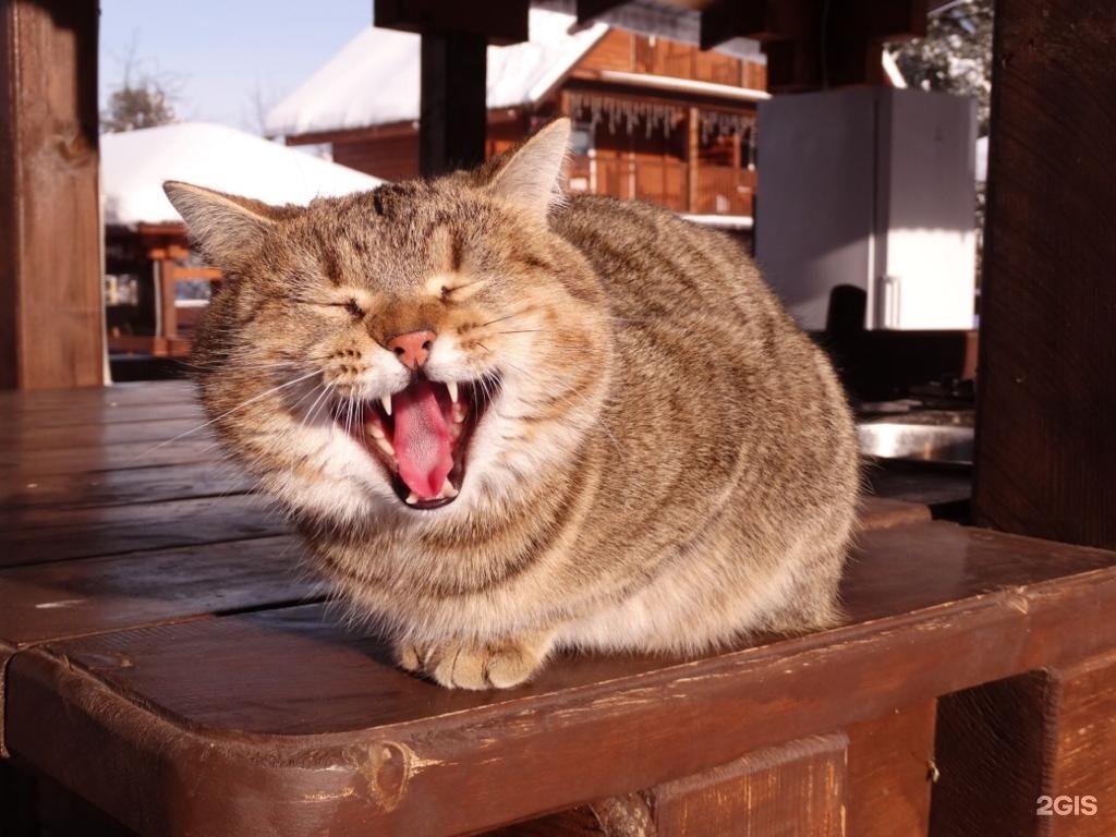 Манул-Кел - фото 40