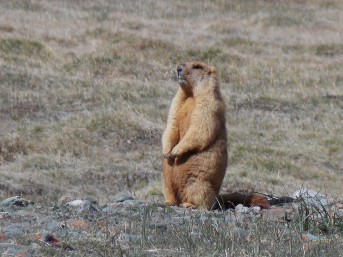 ФГБУ "Национальный парк "Сайлюгемский" - фото 3