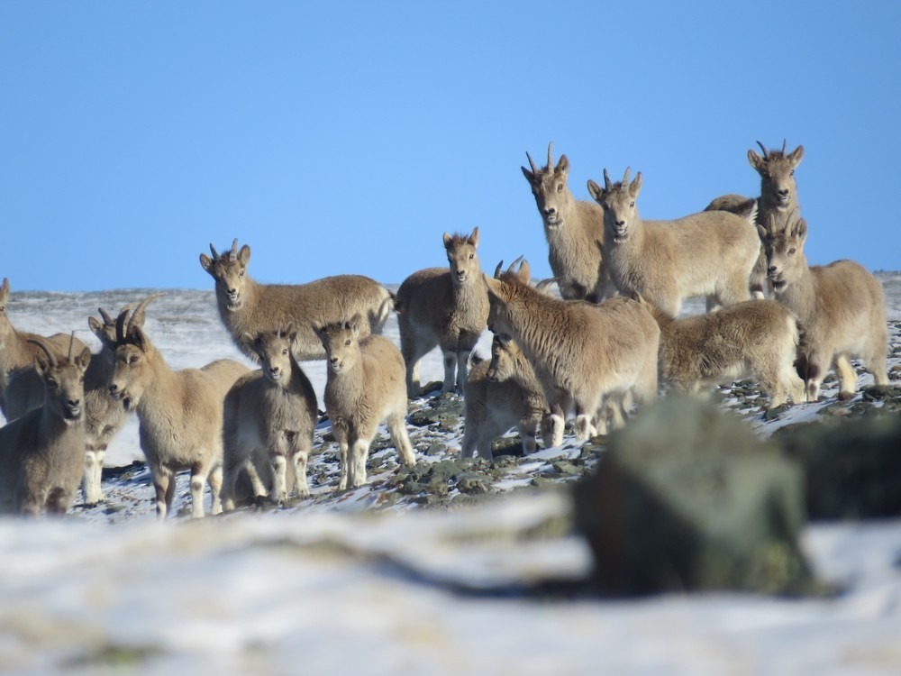 ФГБУ "Национальный парк "Сайлюгемский" - фото 4