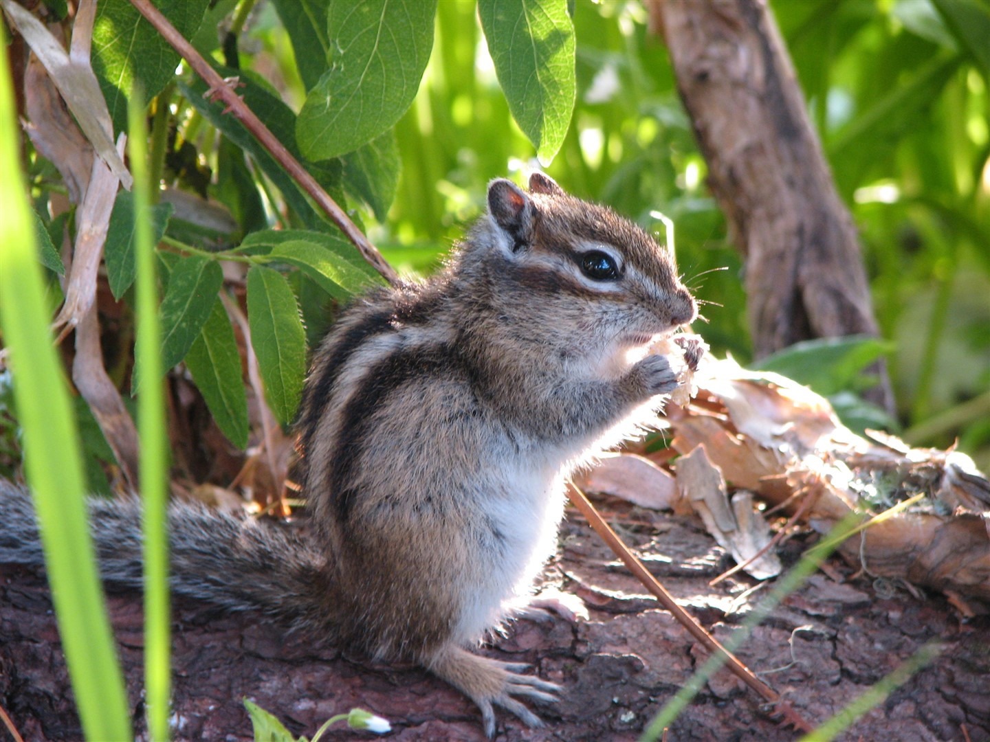 ООО "АРКАДИЯ" - фото 7