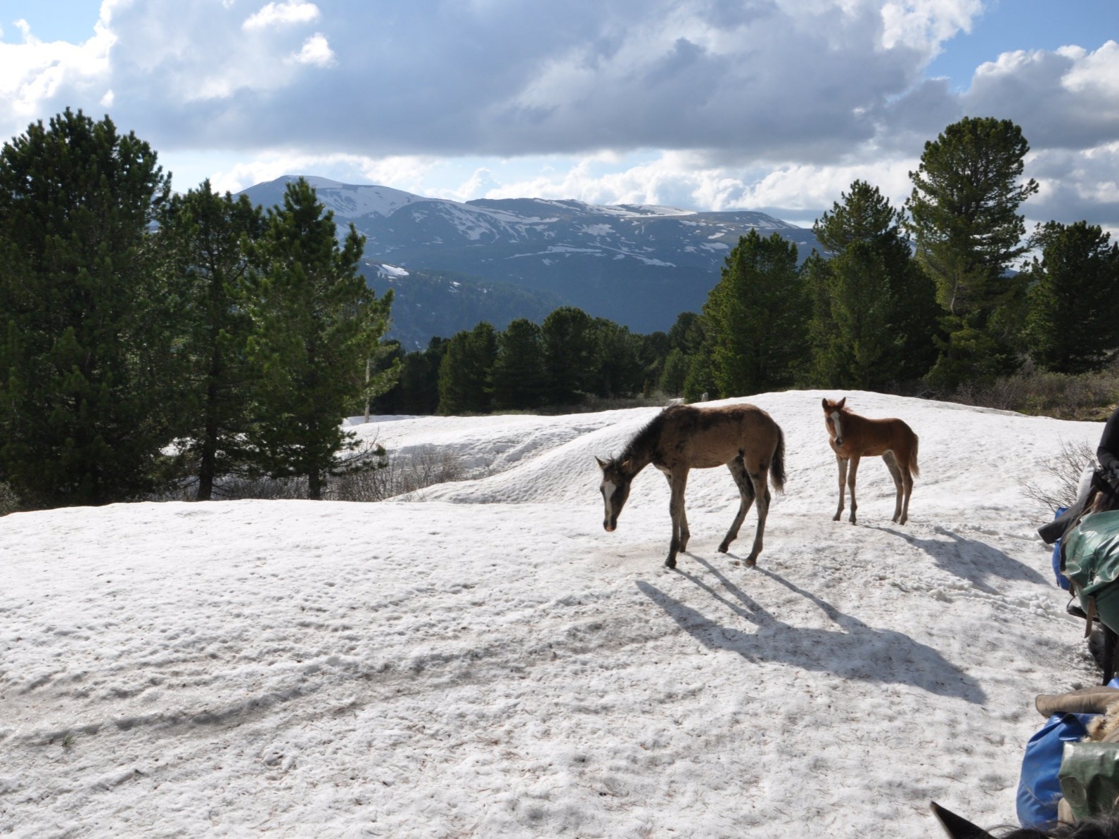 ООО "АРКАДИЯ" - фото 3