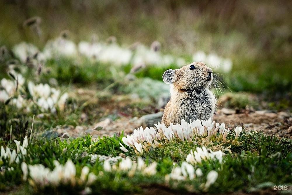 Сайлюгемский - фото 24