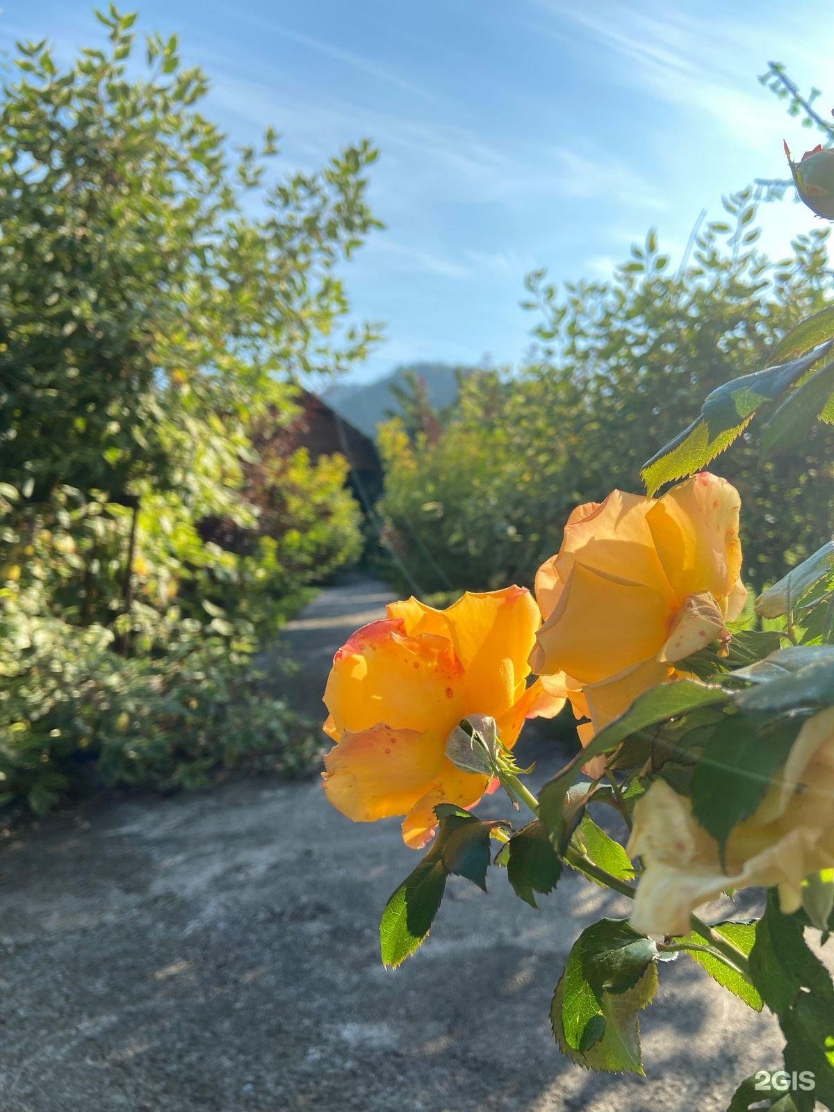 Солнечная поляна - фото 13