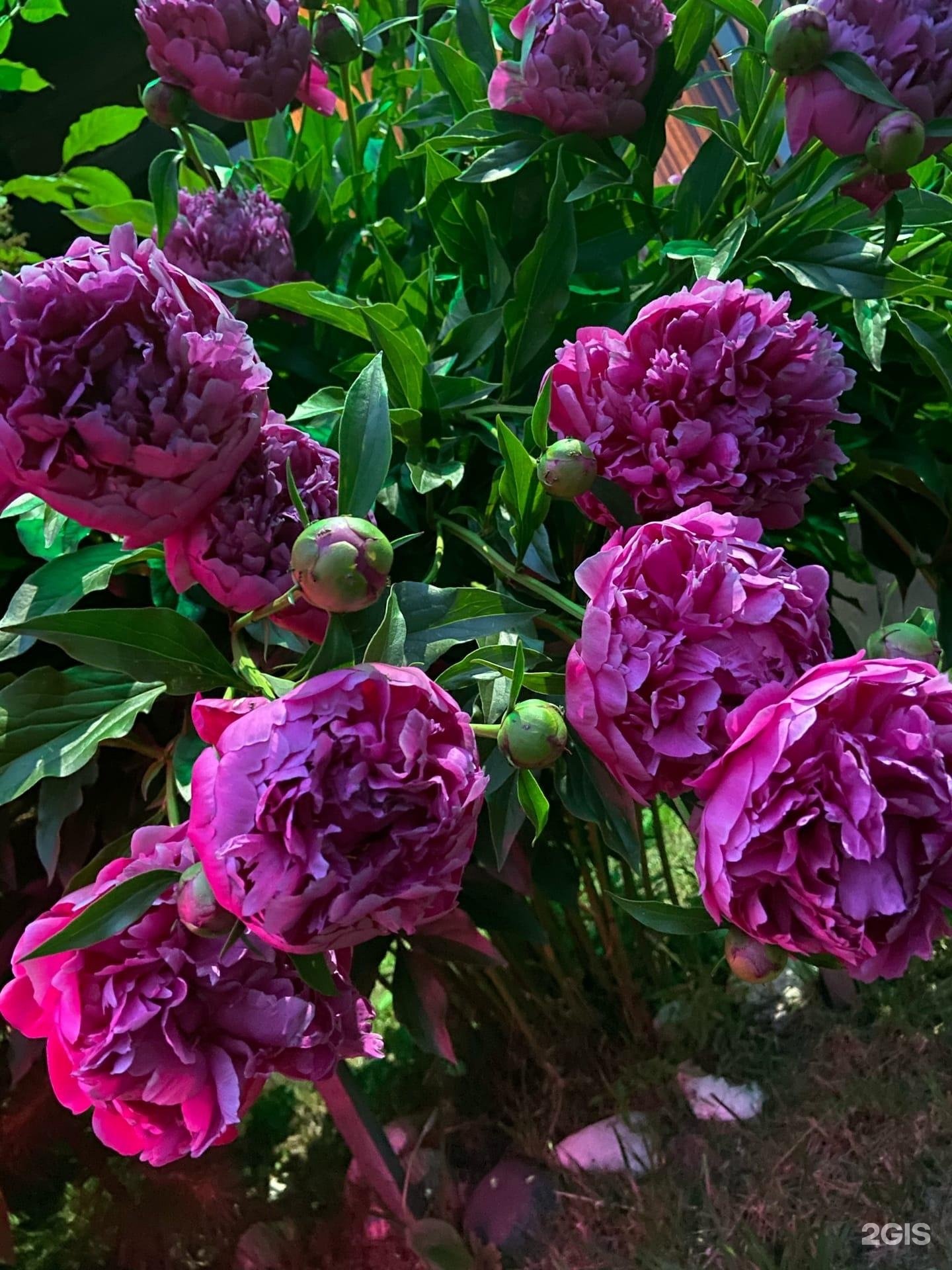 Солнечная поляна - фото 18