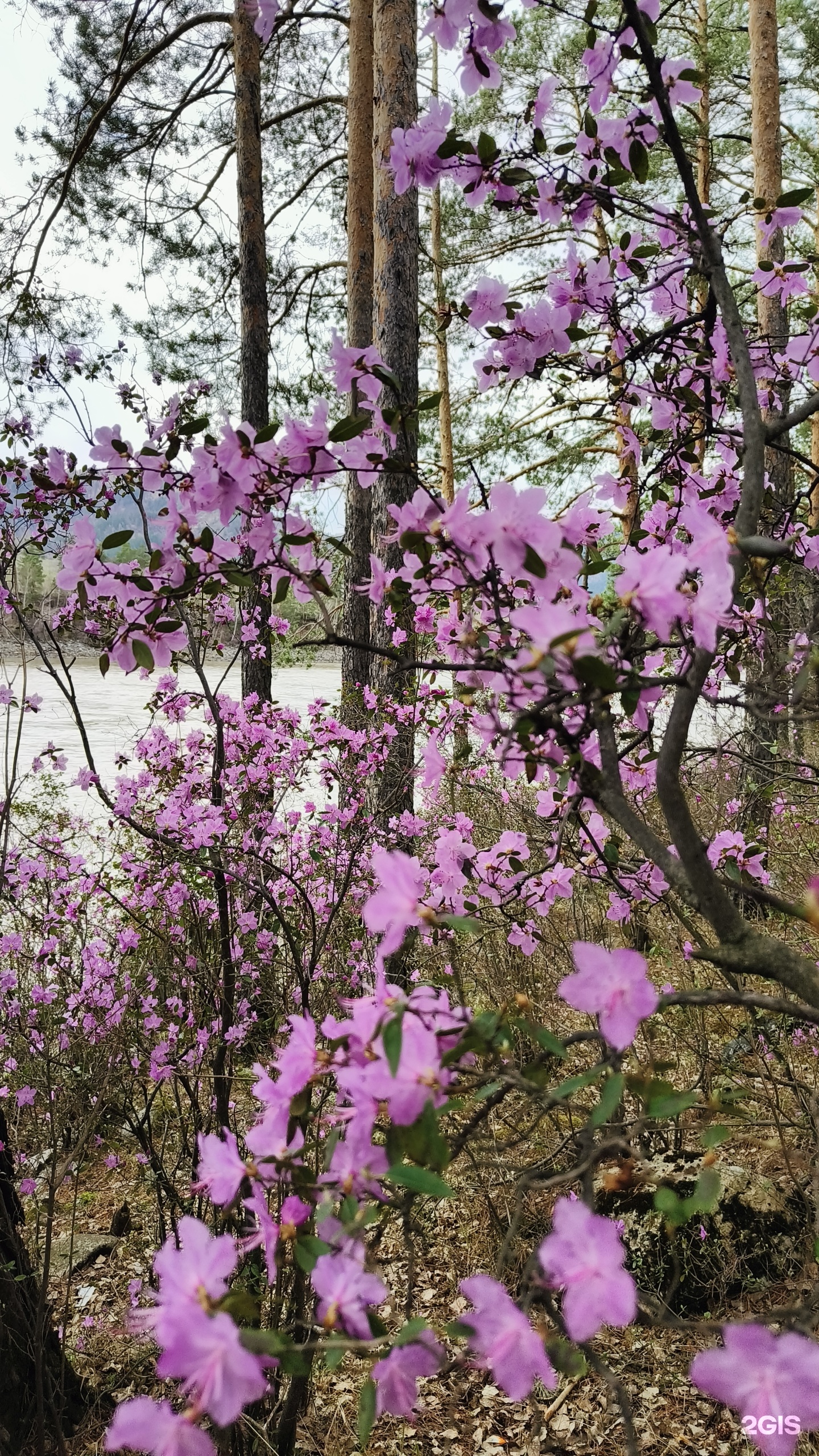 Баюта-Алтай - фото 71