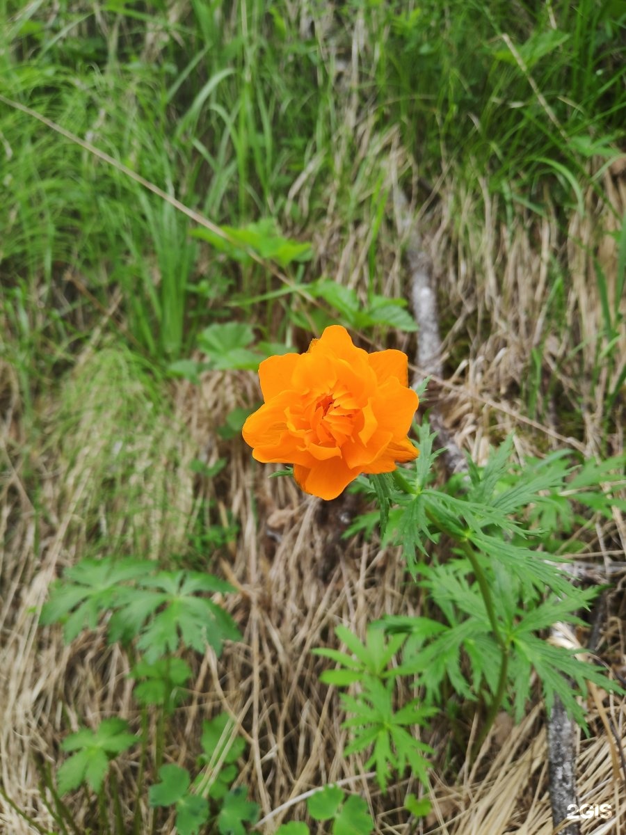 Баюта-Алтай - фото 79