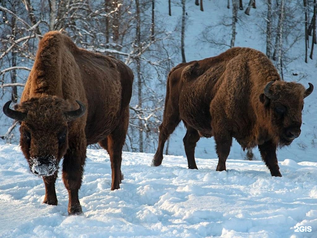 Баюта-Алтай - фото 80