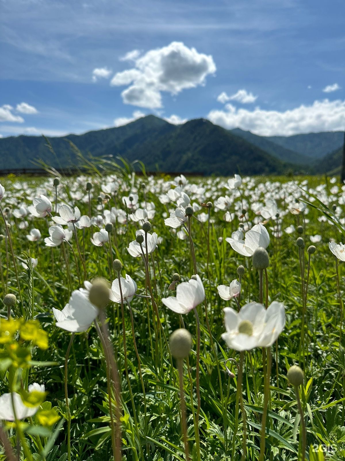 Dragon Village - фото 6