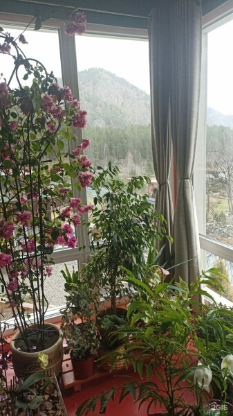 САКУРА - фото 2