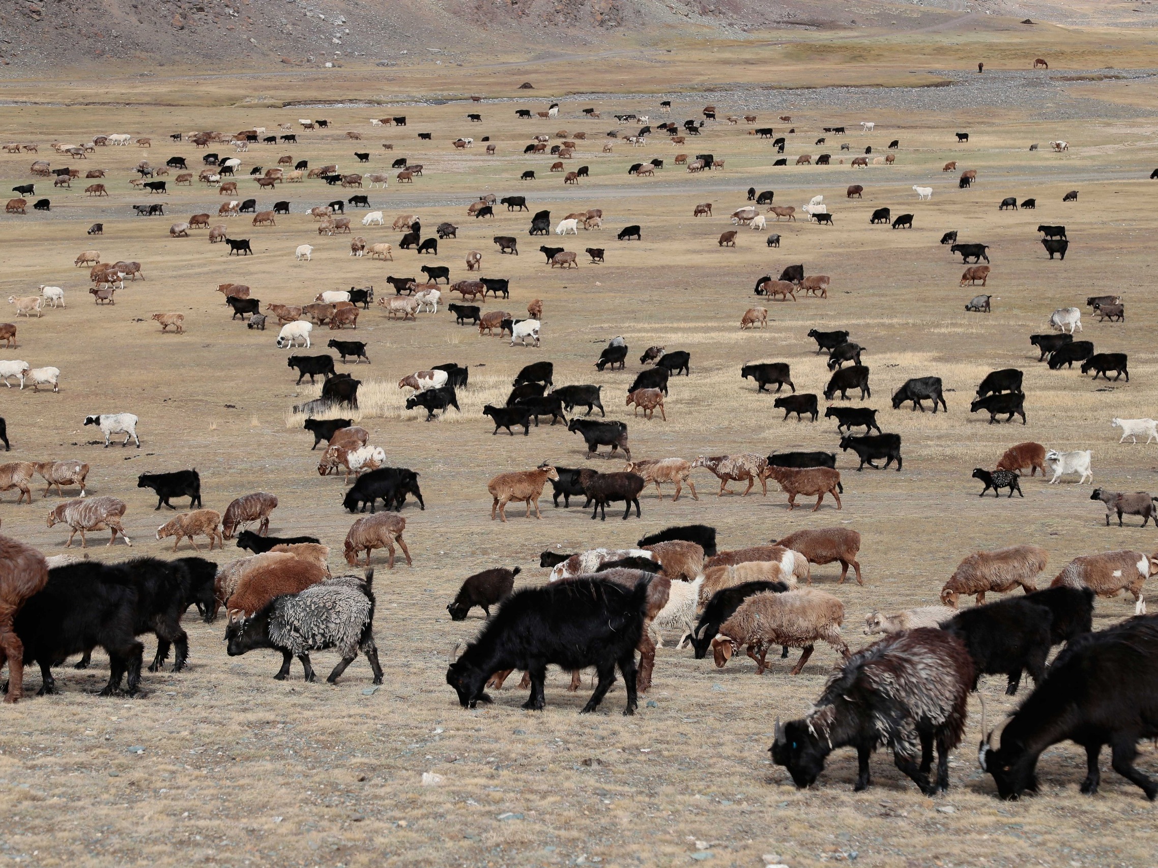 ООО "АЛТАЙ ЭТНОТУР СЕРВИС" - фото 4