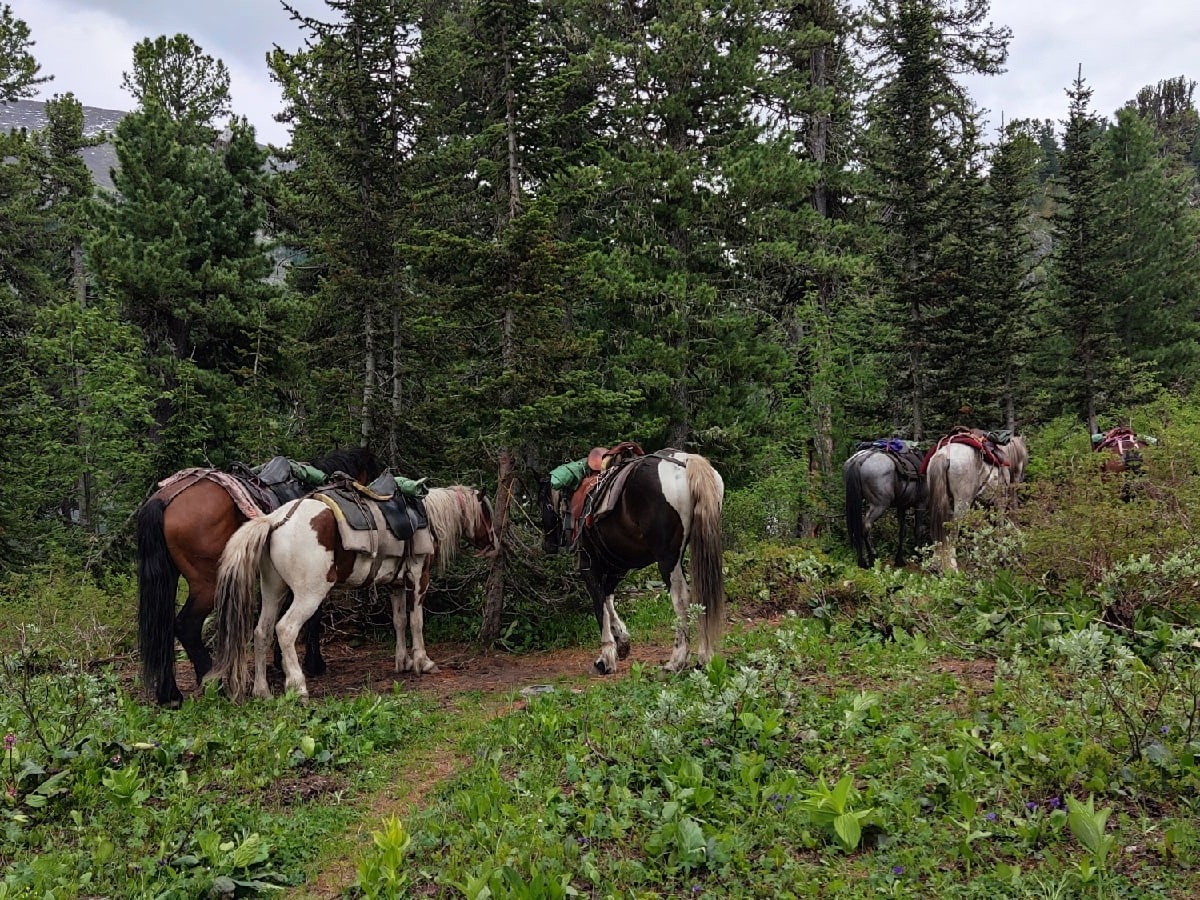 ООО "МАЯК АЛТАЯ" - фото 3
