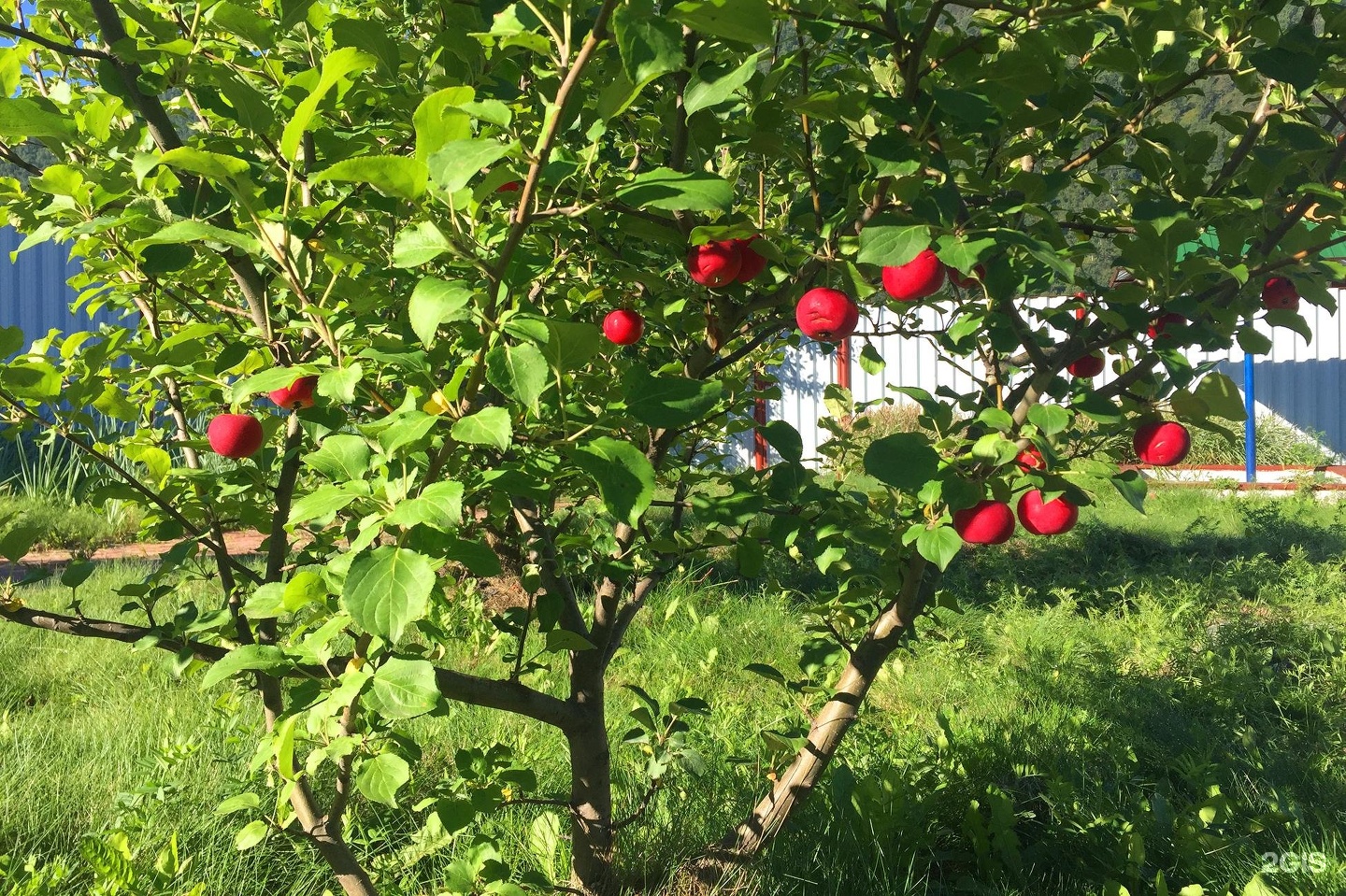 Сердце Чемала - фото 27