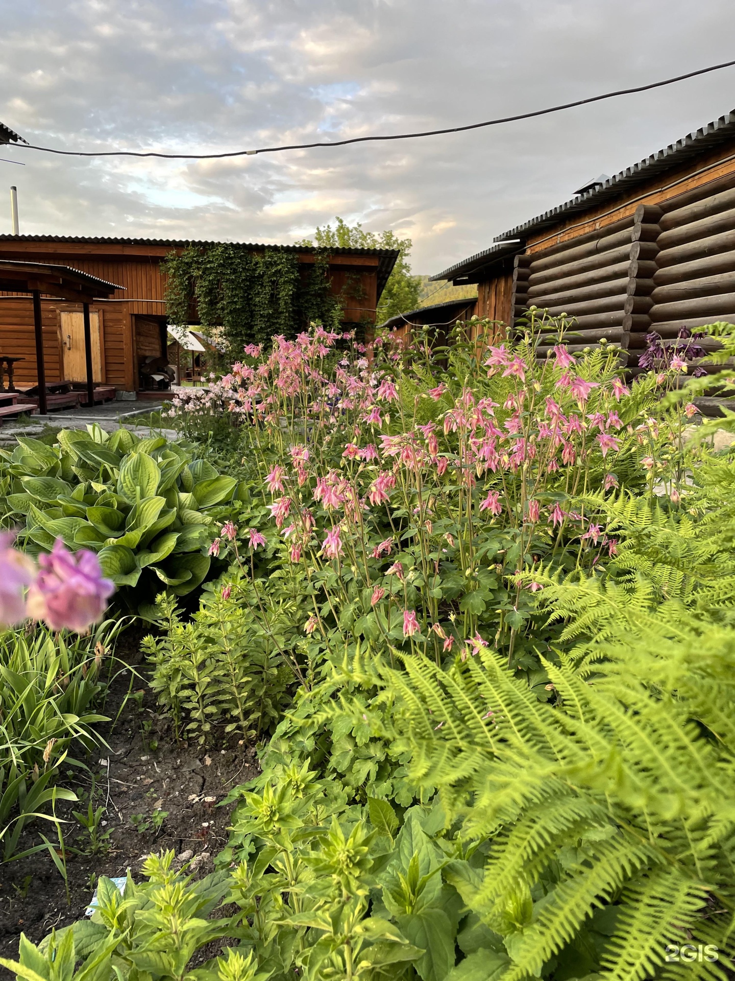 Тайга Drevo - фото 3