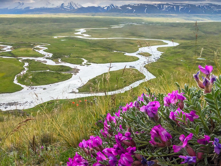ООО АЛТАЙ ШУУДАН - фото 4