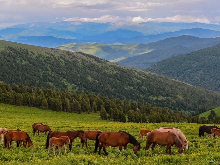 ООО АЛТАЙ ШУУДАН - фото 6