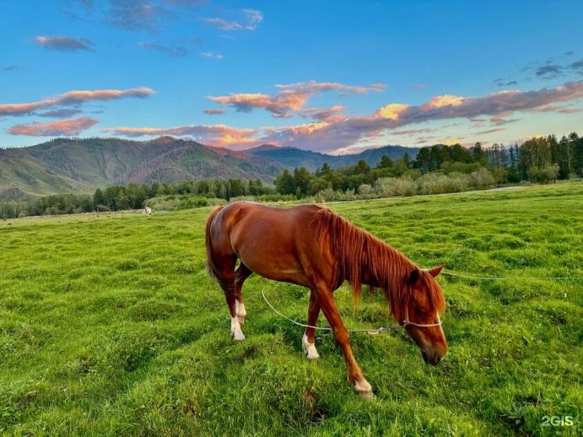 Ромашка - фото 14