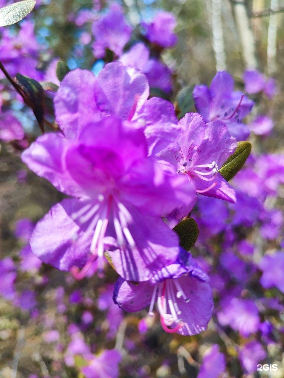 Иванова дача - фото 2