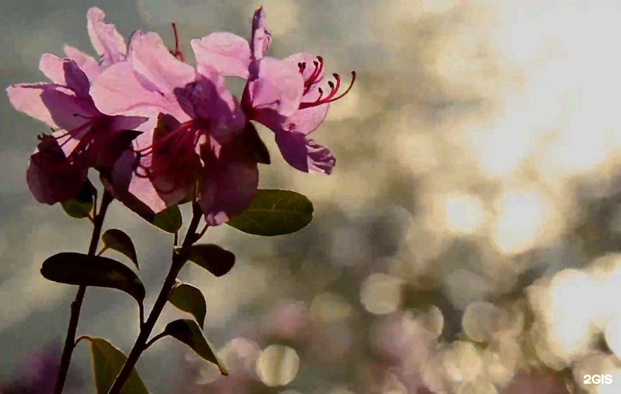 Иванова дача - фото 15